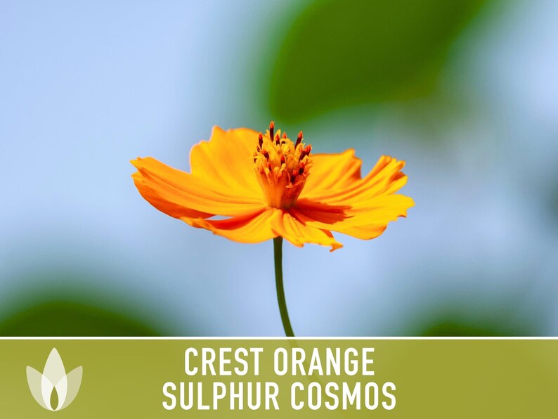 Crest Orange Sulphur Cosmos Seeds, Pollinator Friendly, Non-GMO image 6