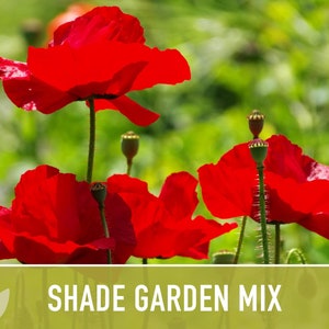 Shade Garden Wildflower Seed Mix Seed Packets, Heirloom Seeds, Flower Seeds, Non GMO, Open Pollinated image 7