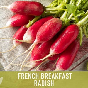 French Breakfast Radish Heirloom Seeds - Open Pollinated, Container Garden, Non-GMO image 7