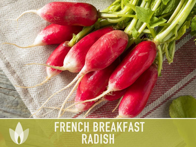 French Breakfast Radish Heirloom Seeds - Open Pollinated, Container Garden, Non-GMO image 7