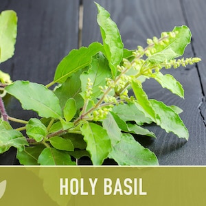 Holy Basil, Tulsi Heirloom Herb Seeds - Culinary Herb, Non-GMO, Open Pollinated imagem 10