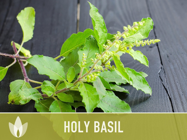 Holy Basil, Tulsi Heirloom Herb Seeds - Culinary Herb, Non-GMO, Open Pollinated imagem 10