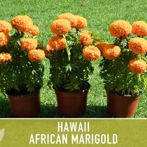 African Marigold Seeds | 200+ Seeds, Bright Orange Blooms, Heirloom, Pollinator Attractant | Tagetes erecta image 6
