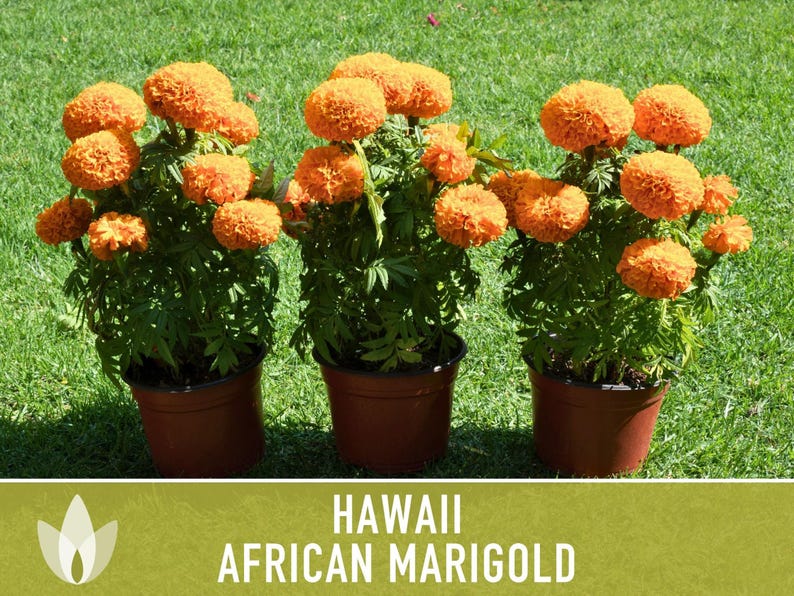 African Marigold Seeds | 200+ Seeds, Bright Orange Blooms, Heirloom, Pollinator Attractant | Tagetes erecta image 6