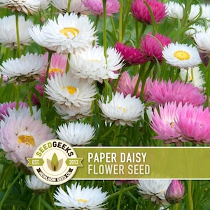 Paper Daisy Flower Seeds - Heirloom Everlasting Flowers for Bouquets image 1