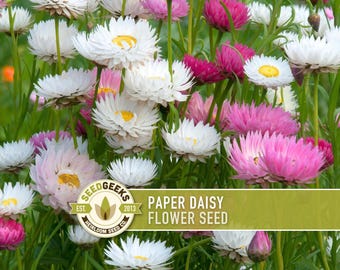 May include: A field of Paper Daisy flowers in various shades of white, pink, and magenta, with yellow centers. The flowers are surrounded by green foliage. The image includes the text "Paper Daisy Flower Seed" and a logo.