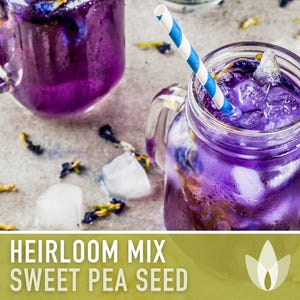 Heirloom Sweet Pea Flower Mix | 25+ Seeds, Cottage Garden, Fragrant Blooms, Lathyrus odoratus Bild 7