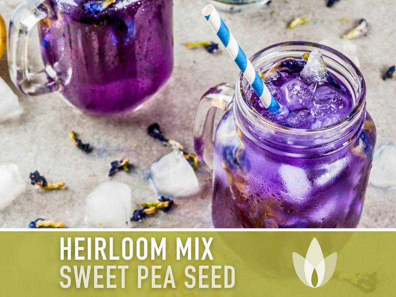 Heirloom Sweet Pea Flower Mix | 25+ Seeds, Cottage Garden, Fragrant Blooms, Lathyrus odoratus Bild 7
