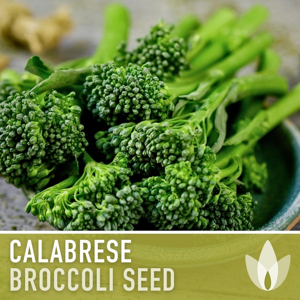 Calabrese Broccoli Seeds - Heirloom, Green Sprouting, Organic, Microgreens & Sprouting, Open Pollinated, Non-GMO