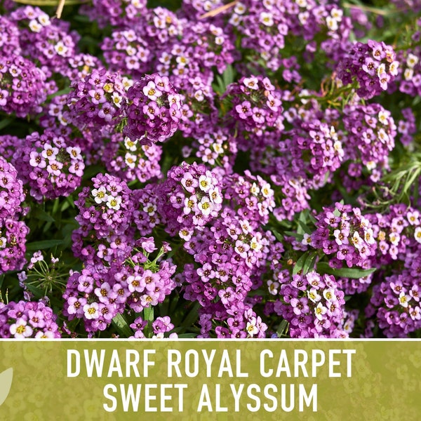 Sweet Alyssum, Royal Carpet Flower Seeds - Heirloom Seeds, Ground Cover, Light Purple Blooms, Bee Friendly, Lobularia Maritima, OP, Non-GMO