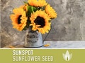 Sunspot Sunflower Seeds - Dwarf Heirloom Variety, Kids Garden