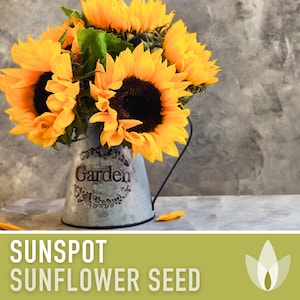 Sunspot Sunflower Seeds - Heirloom Seeds, Dwarf Sunflower, Childrens Garden, Bouquet Flowers, Helianthus Annuus, Container Garden, Non-GMO