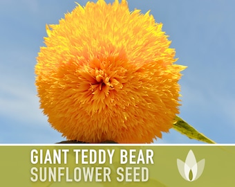 Giant Teddy Bear Sunflower Seeds - Heirloom Seeds, Sunflower Seed Packets, Flower Seeds, Open Pollinated, Non-GMO