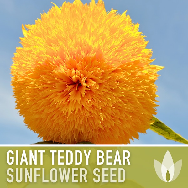 Giant Teddy Bear Sunflower Seeds - Heirloom Seeds, Sunflower Seed Packets, Flower Seeds, Open Pollinated, Non-GMO