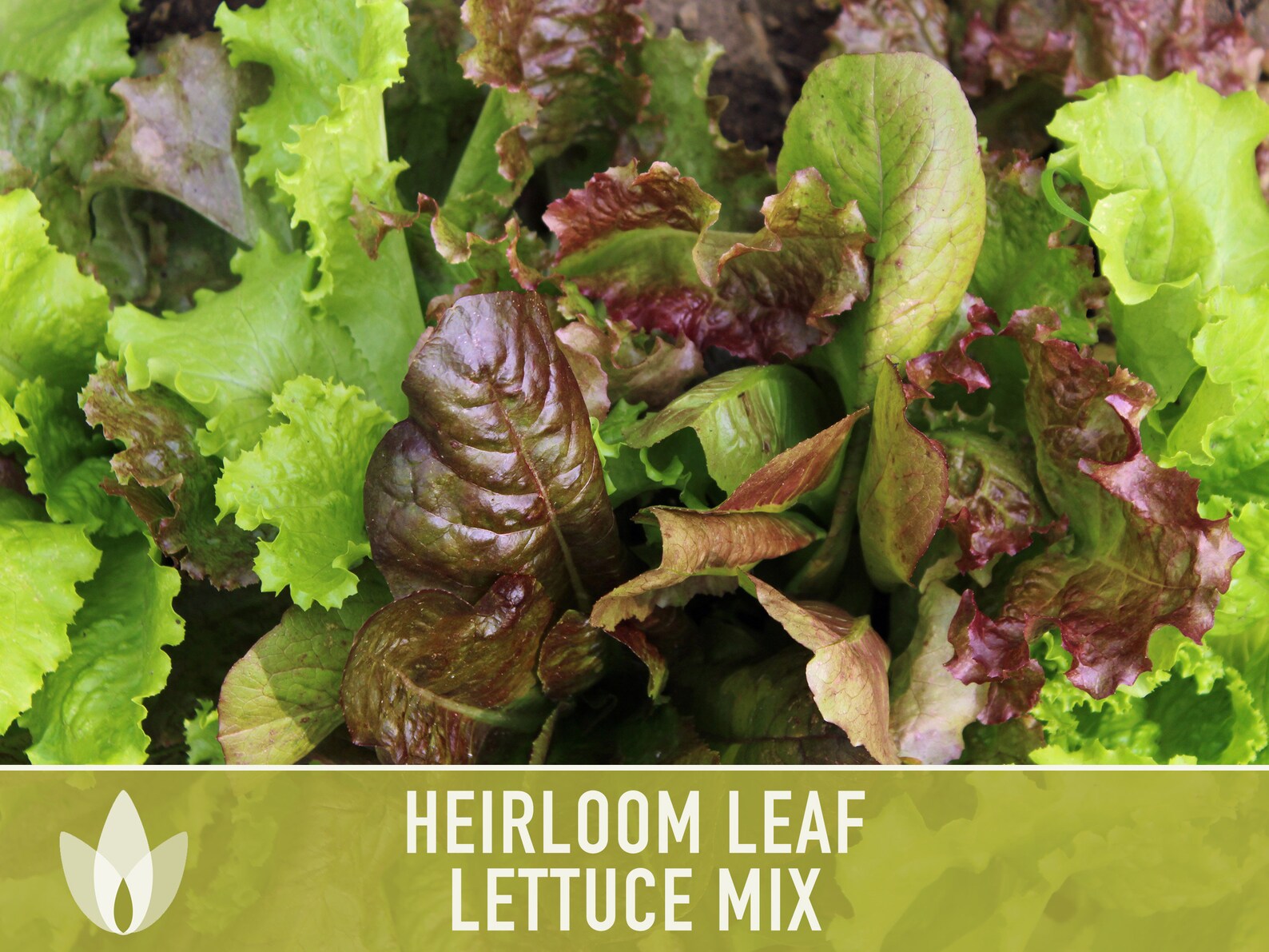Heirloom Leaf Lettuce Mix – 1 Oz Seeds, 22,000+ Seeds, 8 Varieties, Fast Growing For Spring & Fall Gardens