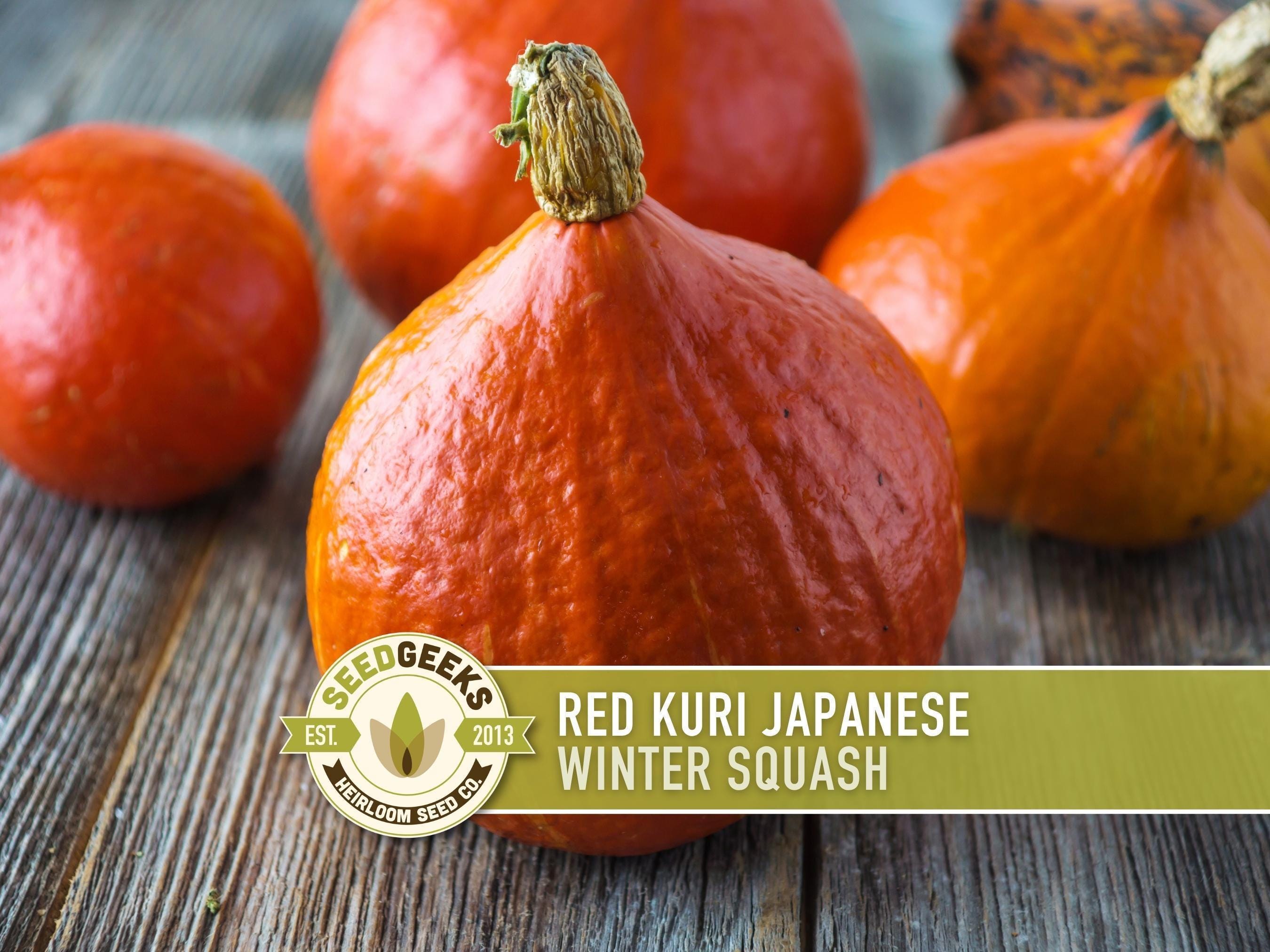 Red Kuri Squash Seeds – Heirloom Japanese Winter Squash, Non-gmo