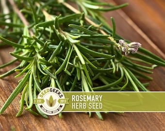 Rosemary Herb Seeds - Heirloom Seeds, Culinary Herb, Medicinal Herb, Open Pollinated, Perennial, Rosmarinus Officinalis, Non-GMO