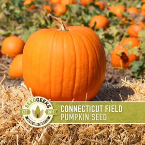 May include: A large, ripe orange pumpkin with a textured surface sits on a bed of hay. The pumpkin is in a field of other pumpkins. The image includes the text "Connecticut Field Pumpkin Seed" and the Seed Geeks logo.