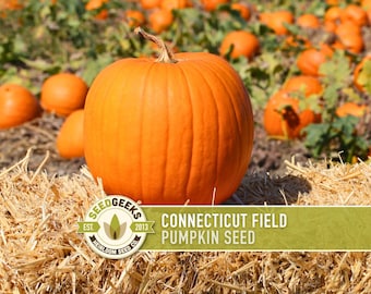 Connecticut Field Pumpkin Seeds – Heirloom, Non-GMO