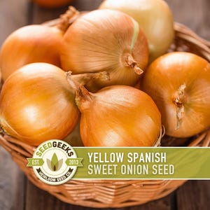 May include: A wicker basket filled with several yellow Spanish sweet onions. The onions have a golden-brown hue and are clustered together. The image includes a logo that reads "Seed Geeks" and "Yellow Spanish Sweet Onion Seed."