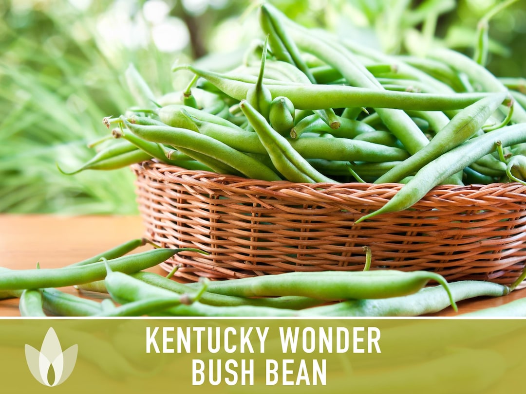Kentucky Wonder Bush Bean Seeds Heirloom Seeds High Yield Etsy