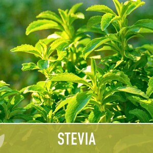 Stevia Seeds – Heirloom Sugar Leaf, Natural Sweetener (50 Seeds) image 10