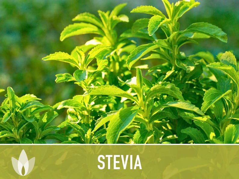 Stevia Seeds – Heirloom Sugar Leaf, Natural Sweetener (50 Seeds) image 10