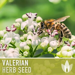 Valerian Herb Seeds | 50+ Seeds, Heirloom Medicinal Plant, Attracts Pollinators & Cats, Valeriana officinalis image 4
