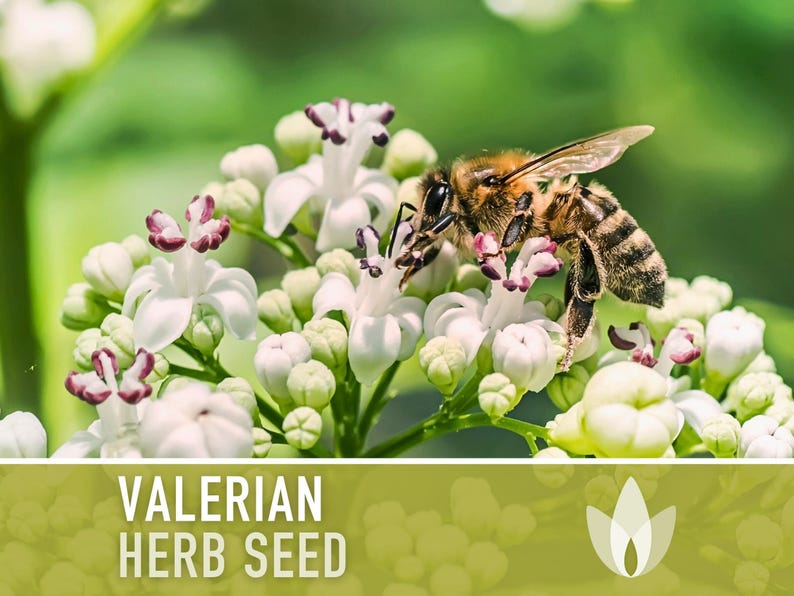 Valerian Herb Seeds | 50+ Seeds, Heirloom Medicinal Plant, Attracts Pollinators & Cats, Valeriana officinalis image 4