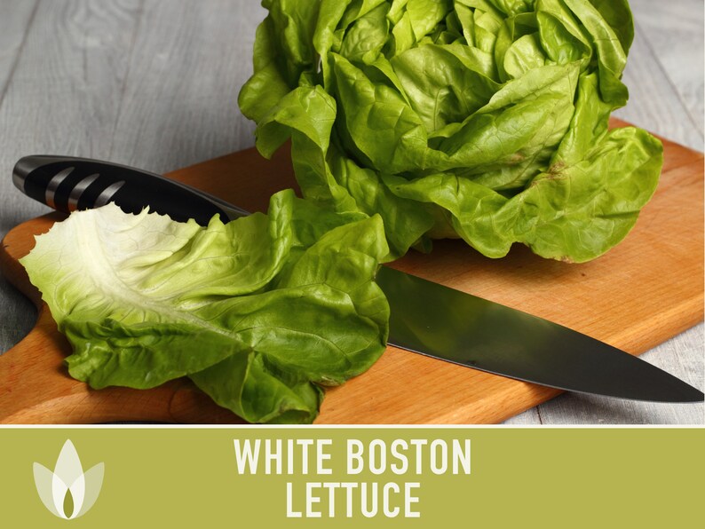 White Boston Butterhead Lettuce Seeds Heirloom Seeds Etsy