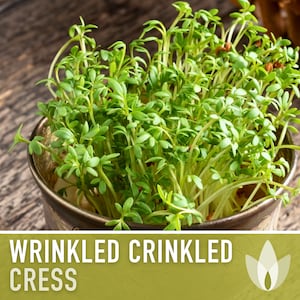 Wrinkled Crinkled Cress Heirloom Seeds