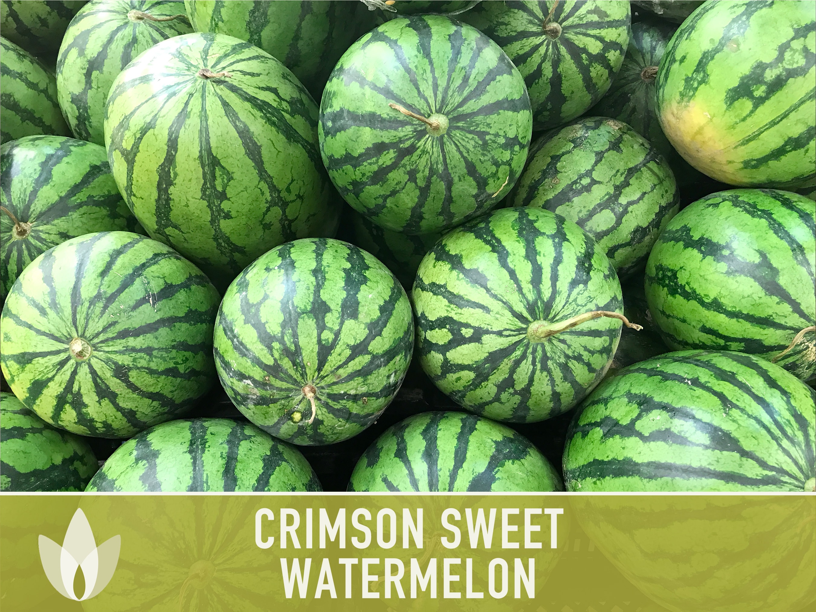 Semillas tradicionales de sandía dulce carmesí: polinización abierta, sin  OGM - Etsy México, image size:2700x2025