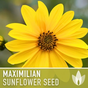 Maximilian Perennial Sunflower Heirloom Seeds Native, Non-GMO, Open Pollinated, Untreated, Flower Seeds, Perennial, Native, Wildflower image 1