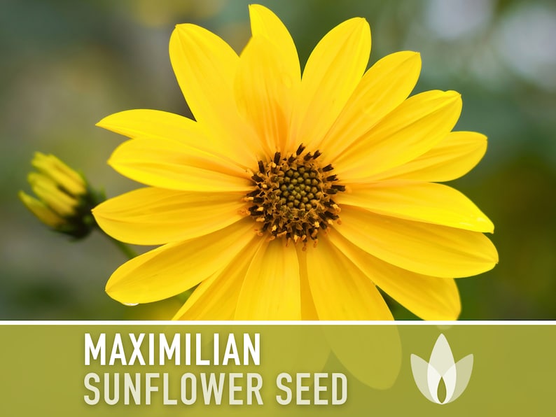 Maximilian Perennial Sunflower Heirloom Seeds Native, Non-GMO, Open Pollinated, Untreated, Flower Seeds, Perennial, Native, Wildflower image 1