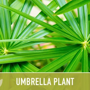 Umbrella Plant Seeds - Non-GMO Heirloom Cyperus Alternifolius image 9