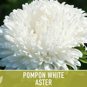Semillas de flor de aster blanco pompón, aster chino tradicional, apto para abejas imagen 8