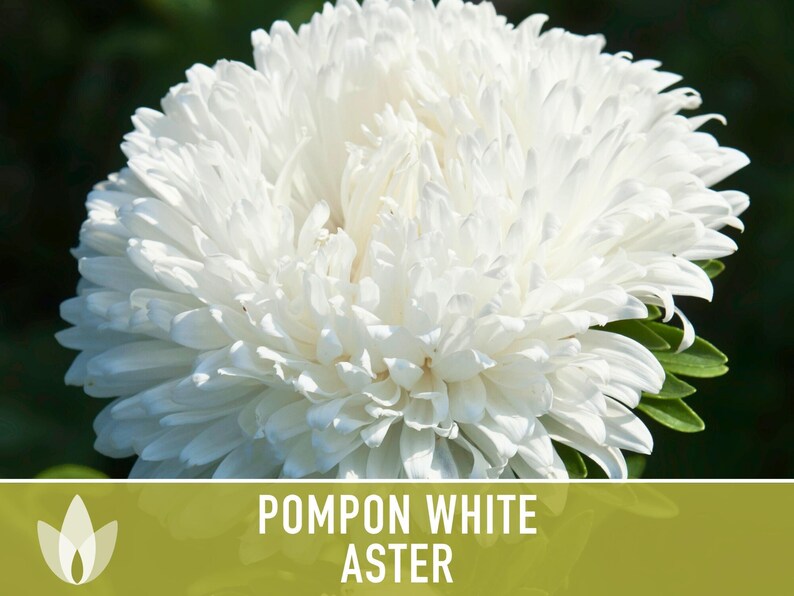 Semillas de flor de aster blanco pompón, aster chino tradicional, apto para abejas imagen 8