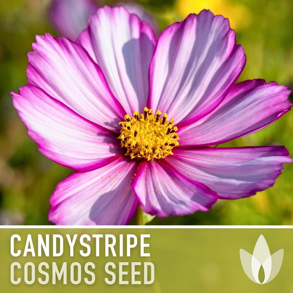 Candystripe Cosmos Flower Seeds - Heirloom Seeds, Cut Flowers, Butterfly Garden, Easy to Grow, Pollinator Friendly, Open Pollinated, Non-GMO