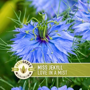 Puede incluir: Primer plano de vibrantes flores azules Miss Jekyll Love in a Mist. Los pétalos son delicados y en capas, con un centro morado oscuro. La imagen incluye el logotipo y el texto de Seed Geeks.