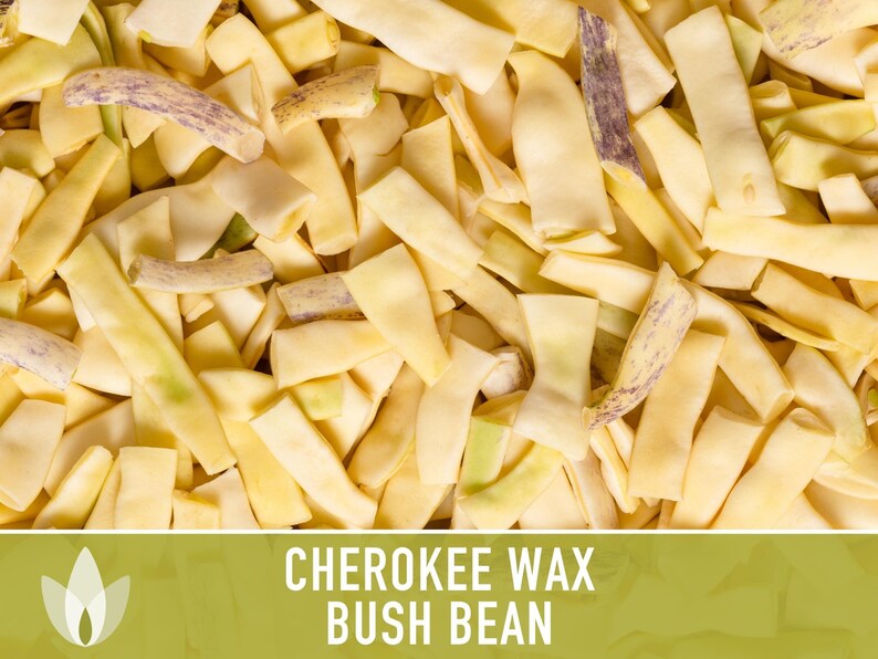 SeedGeeks Cherokee Wax Bush Bean Seeds - Thumbnail 4
