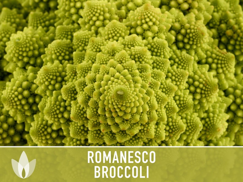 Romanesco Broccoli Heirloom Seeds afbeelding 3