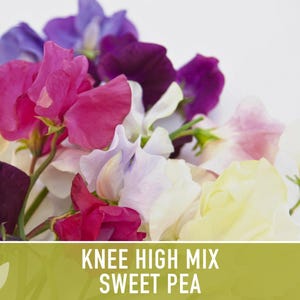 Sweet Pea Seeds, Knee High Flower Mix, Lathyrus Odoratus image 9