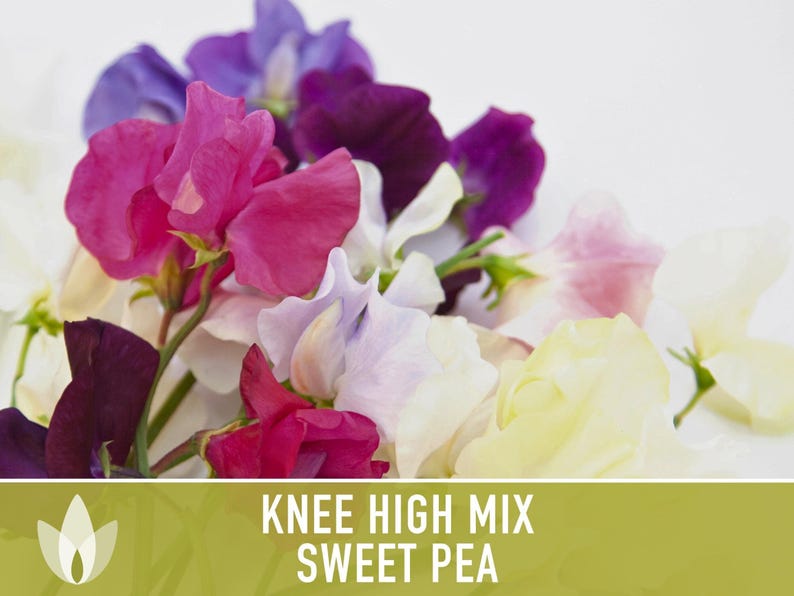 Sweet Pea Seeds, Knee High Flower Mix, Lathyrus Odoratus image 9