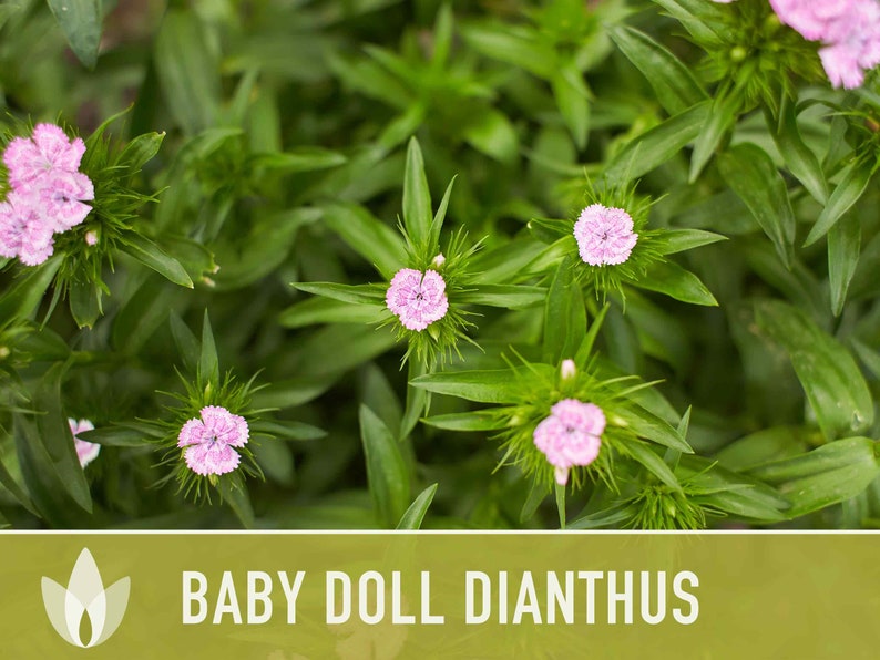 Baby Doll Dianthus Flower Seeds Heirloom Seeds, Chinese Pinks, Edible Flower Seeds, Ground Cover, Open Pollinated, Non-GMO image 8
