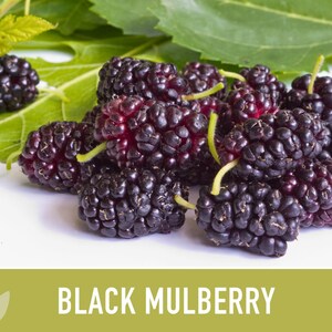 Black Mulberry Tree Seeds – Heirloom, Sweet Fruit (50 Seeds) zdjęcie 7