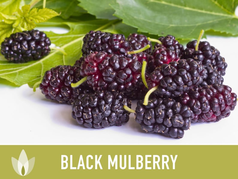 Black Mulberry Tree Seeds – Heirloom, Sweet Fruit (50 Seeds) zdjęcie 7