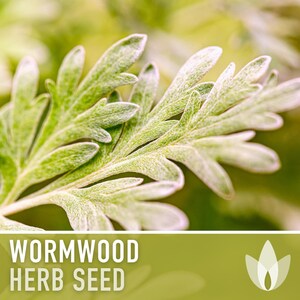 Wormwood Organic Medicinal Herb Seeds - Artemisia Absinthium, Heirloom, Non-GMO immagine 4
