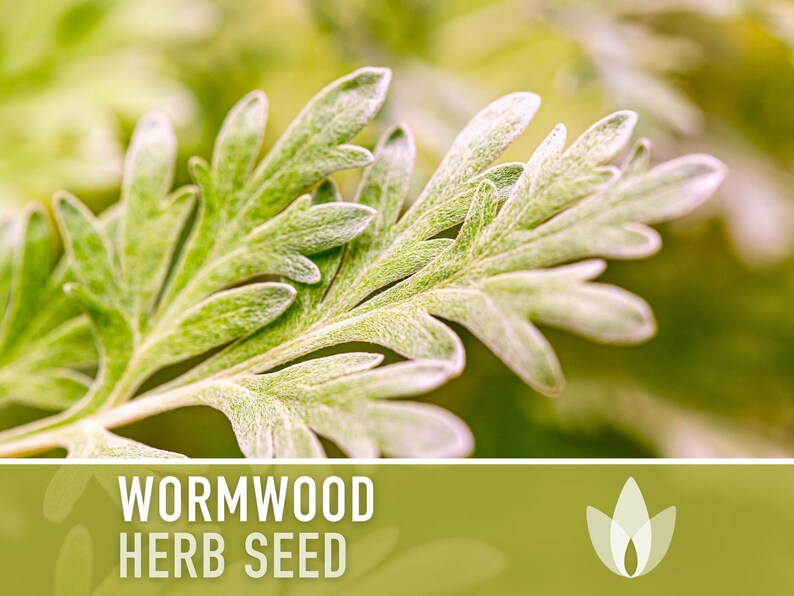 Wormwood Organic Medicinal Herb Seeds - Artemisia Absinthium, Heirloom, Non-GMO immagine 4