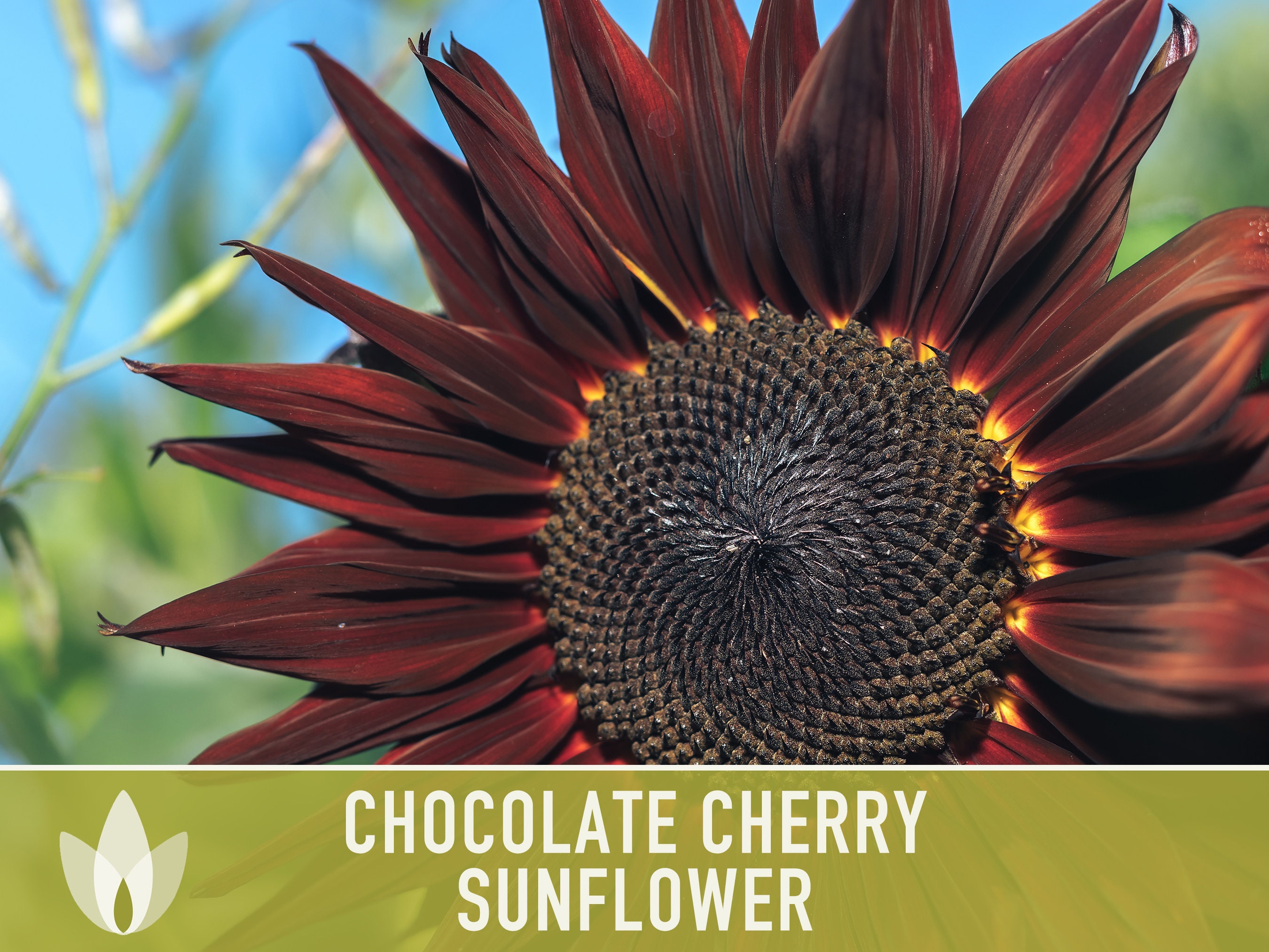 50 Cherry Chocolate Sunflower Seeds to Plant Heirloom & Non-GMO 1 Pack Sunflower Seeds for Planting in Your Home Garden 