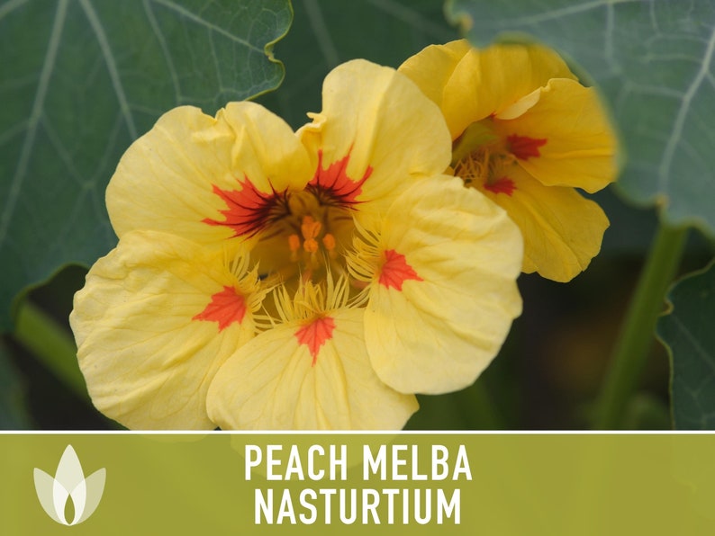 Nasturtium, Peach Melba Flower Seeds Heirloom Seeds, Dwarf Nasturtium, Tangy Peppery Taste, Easy To Grow, Tropaeolum Majus, Non-Gmo image 3